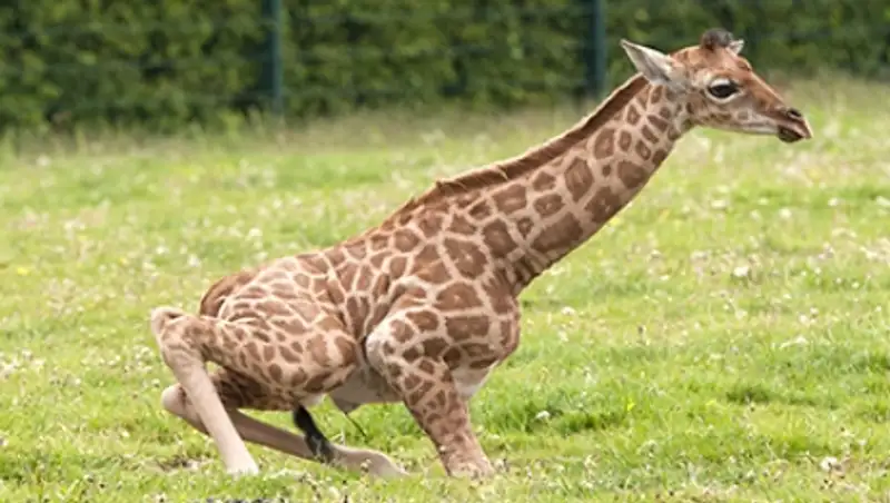 Ученые объяснили появление длинной шеи у жирафов