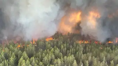 лес, фото - Новости Zakon.kz от 09.06.2023 22:56