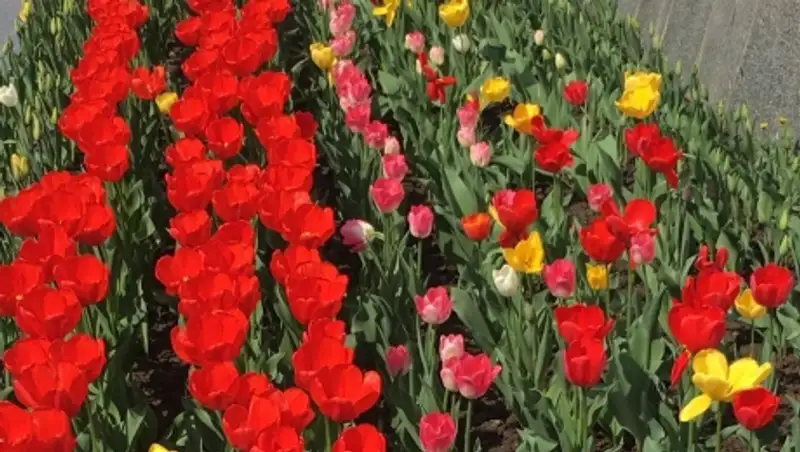 Алматы зацвел тюльпанами
