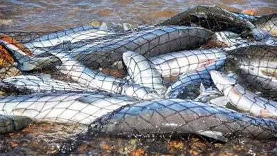 Zakon.kz, фото - Новости Zakon.kz от 20.11.2017 16:51