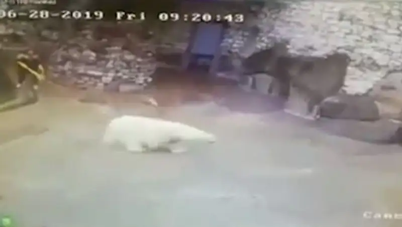 Уборщица зоопарка отбилась от белого медведя веником