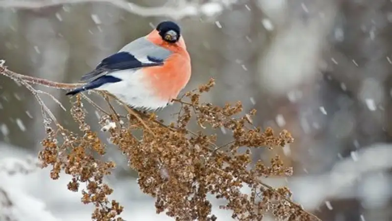 В Казахстане потеплеет