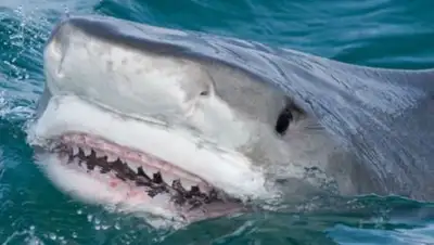 ren.tv, фото - Новости Zakon.kz от 02.12.2017 20:23