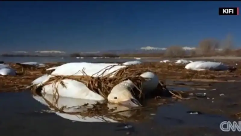 В американском штате Айдахо прошел дождь из мертвых гусей