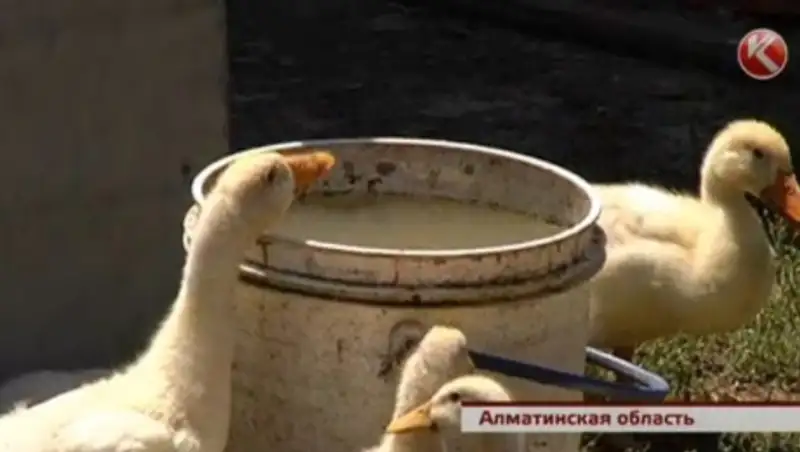 В Алматинской области сельчане 10 лет дежурят у кранов в ожидании воды