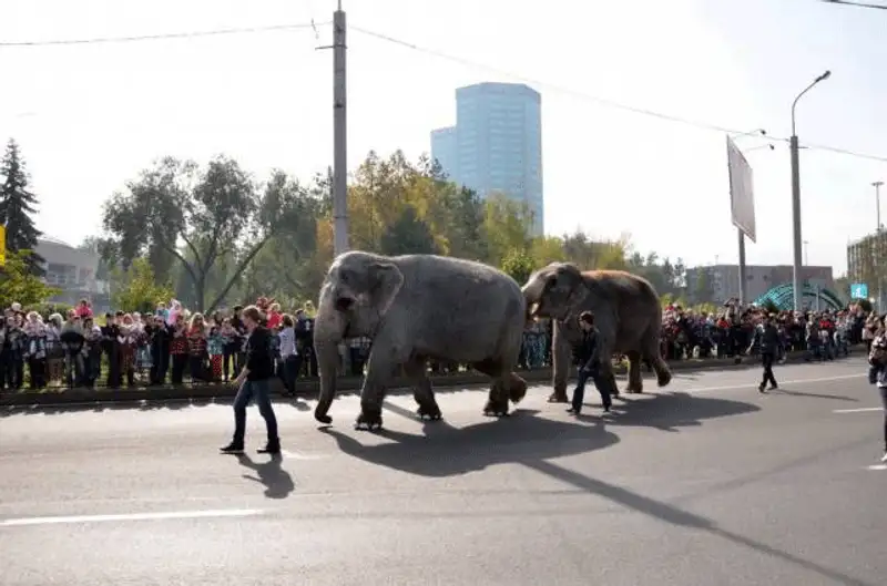 По улице Алматы прошлись слоны (фото), фото - Новости Zakon.kz от 14.10.2013 23:03
