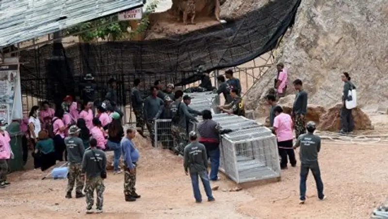 В Таиланде на территории "Тигриного Храма" нашли 40 мертвых тигрят