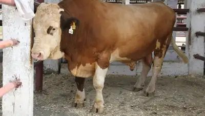 Zakon.kz, фото - Новости Zakon.kz от 29.06.2016 13:29