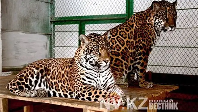 В карагандинском зоопарке ягуары загрызли медвежонка на глазах у детей