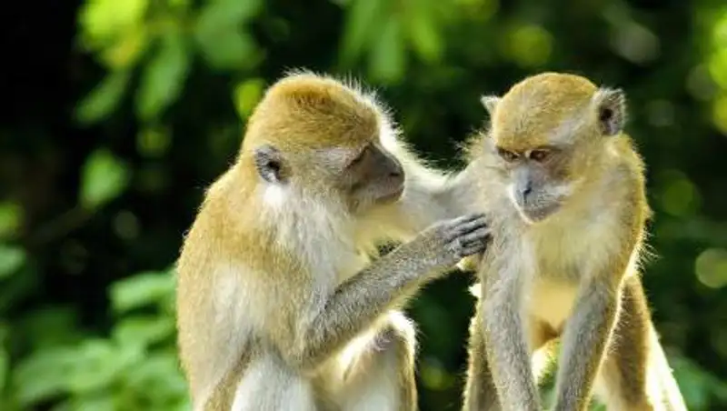 В зоопарке США начали прививать животных от коронавируса