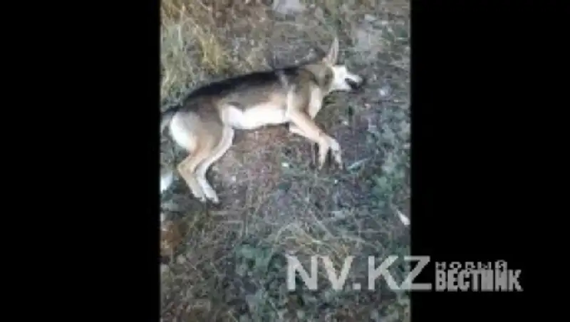 В Карагандинской области на глазах детей отстреливали собак