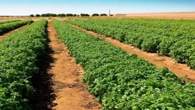 Получатели микрокредитов в Костанайской области создали почти 1500 рабочих мест