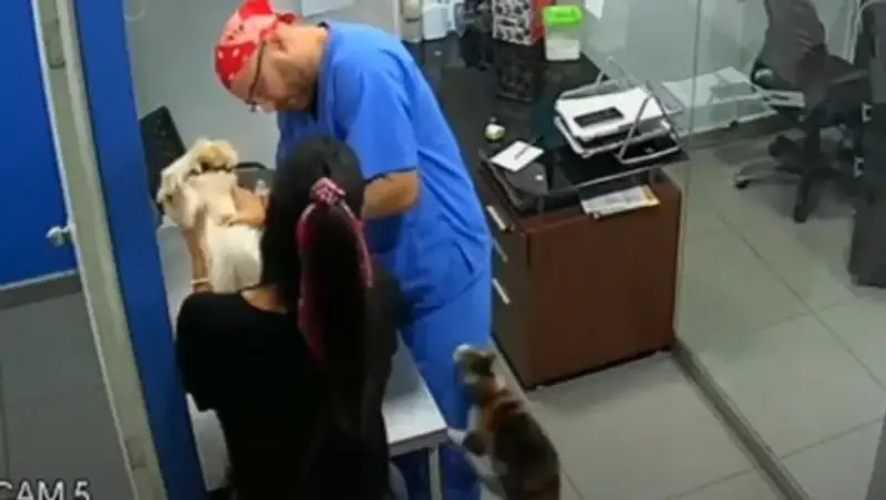 Кот напал на ветеринара, пытаясь спасти пса