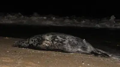 Zakon.kz, фото - Новости Zakon.kz от 16.06.2017 22:17