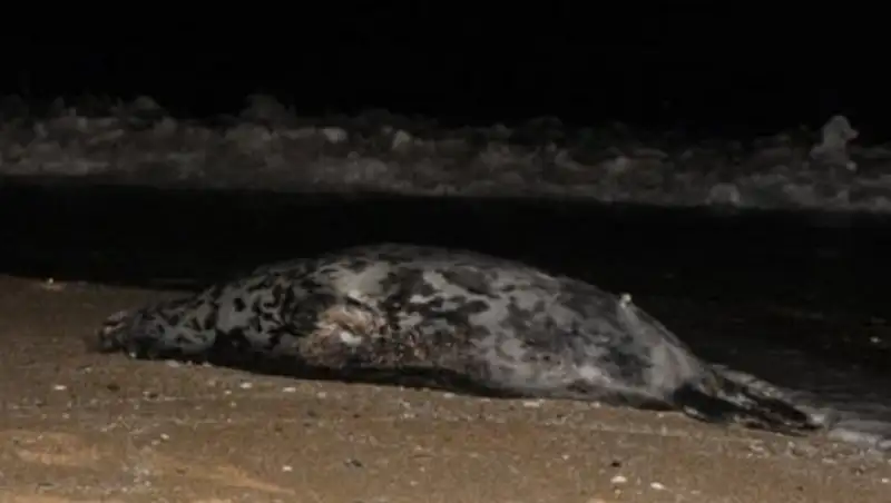 Стала известна причина гибели 300 тюленей на Каспии