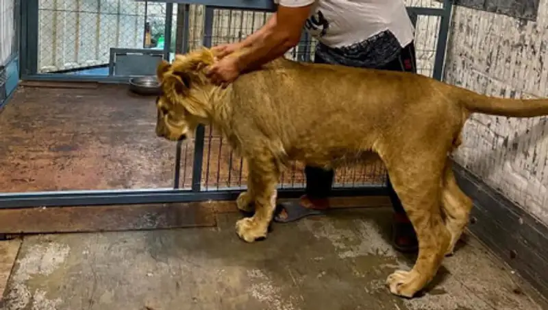 Льва, гулявшего в пригороде Актау, хотят усыпить. Хозяин отказался его забирать