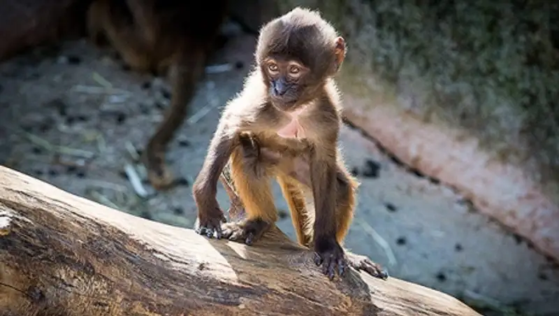 Маленькая обезьянка одолела мужчину в кулачном бою