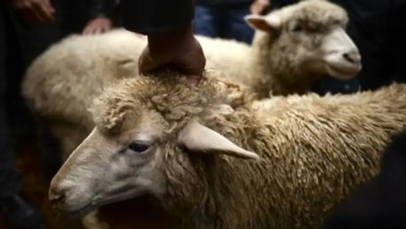 Курбан-айт в столице: зоны жертвоприношений на рынках работать не будут