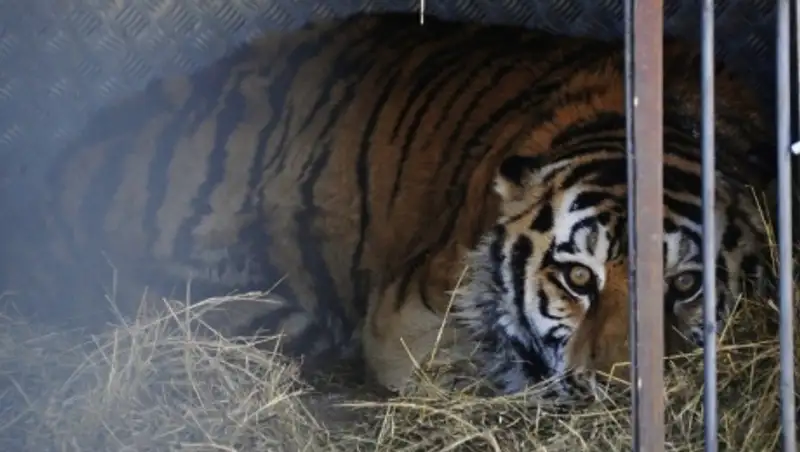 Шкуры и кости семи убитых браконьерами тигров изъяты за последние месяцы в Приморье