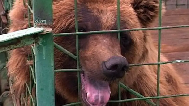 В Костанайской области ведут поиски владельца медведицы