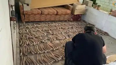 facebook/s.dildakhmet, фото - Новости Zakon.kz от 21.05.2020 13:26