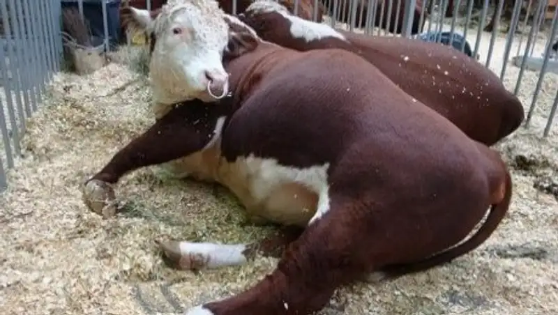 Б&#1178;О-да малды&#1187; арасында пастереллез дерті аны&#1179;талды 