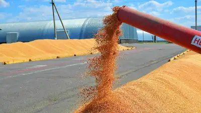 Казахстан может потерять внешние рынки зерна, фото - Новости Zakon.kz от 02.08.2022 13:58