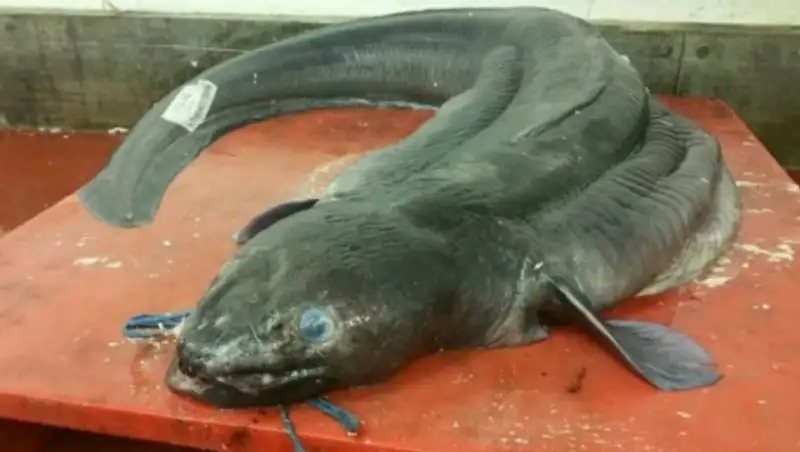 В Британии поймали гигантского морского монстра