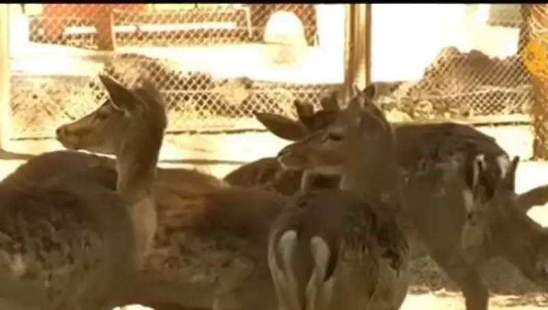 Алматы хайуанаттар бағынан тағы да шу шықты