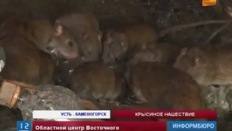 Областной центр Восточного Казахстана атаковали полчища крыс
