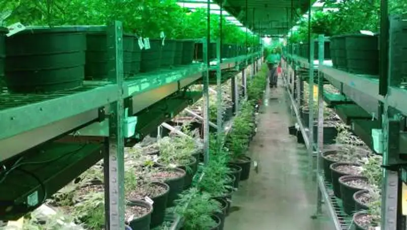 Сельчанин в Жамбылской области хранил дома почти тонну каннабиса