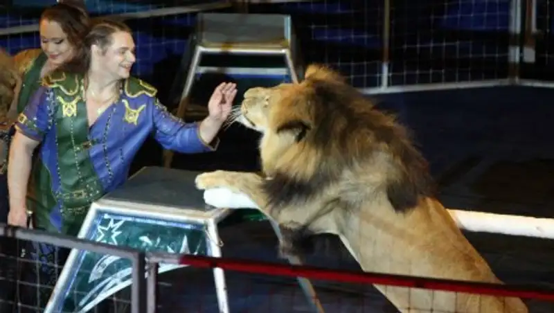Нападение льва на дрессировщика московского цирка попало на видео