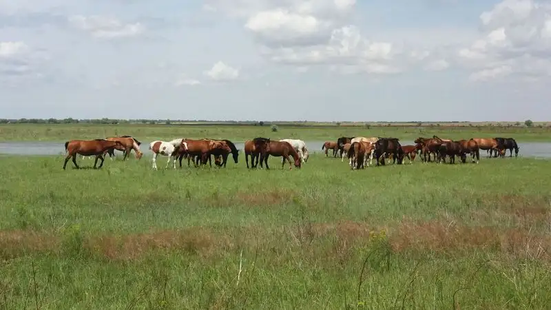 Шесть лошадей сбил пассажирский поезд в Улытауской области