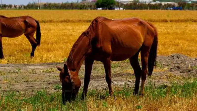 В Актюбинской области в этом году похитили скот на 53 млн тенге
