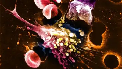 lenta.ru, фото - Новости Zakon.kz от 04.10.2020 07:46