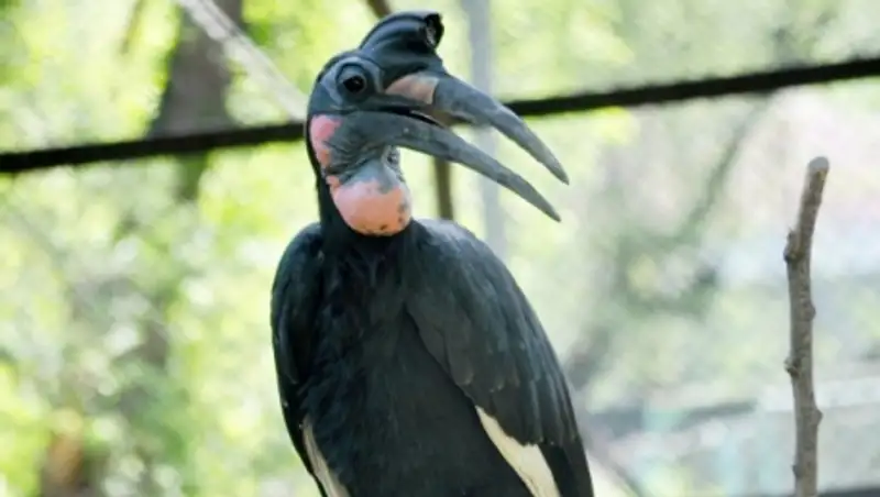 Старейшим обитателем зоопарка Алматы является абиссинский рогатый ворон