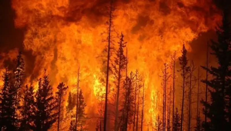 В РК в 2017 году в 1,5 раза увеличилось количество лесных пожаров 