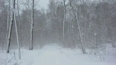 лес, зима, штормовое, фото - Новости Zakon.kz от 20.12.2022 21:02