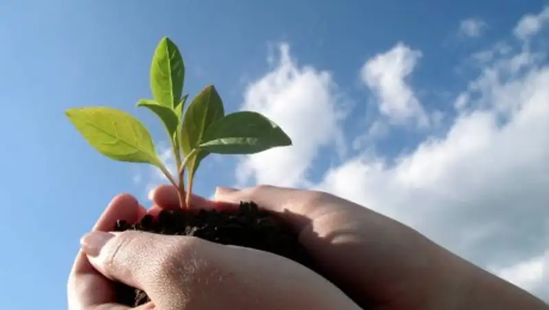 Более 1000 новых деревьев высадят в парках и скверах Алматы