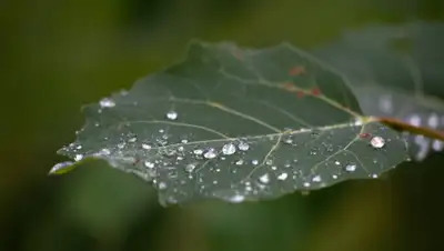 pixnio.com, фото - Новости Zakon.kz от 20.05.2019 09:11