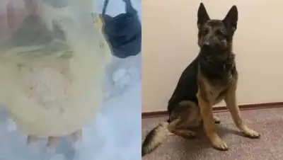 Polisia.kz, фото - Новости Zakon.kz от 13.03.2021 08:46