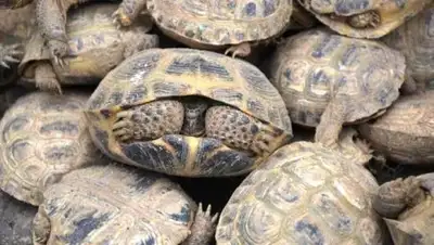 Zakon.kz, фото - Новости Zakon.kz от 16.02.2017 17:23