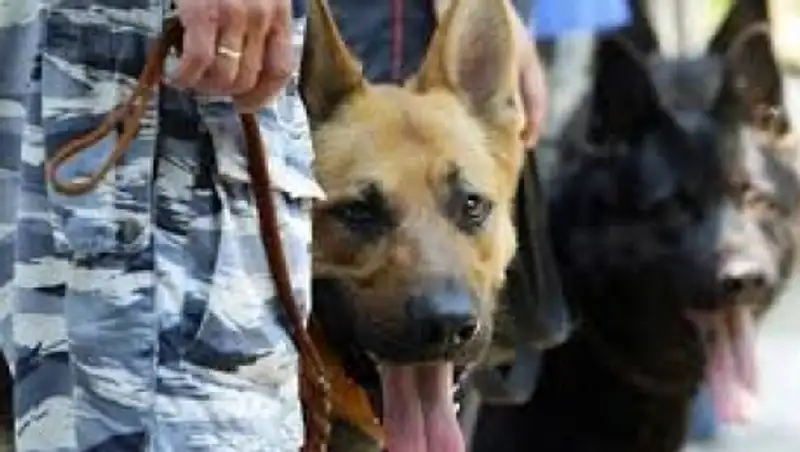 Полицейские изъяли у 57-летнего жителя Тараза свыше 1 кг наркотиков