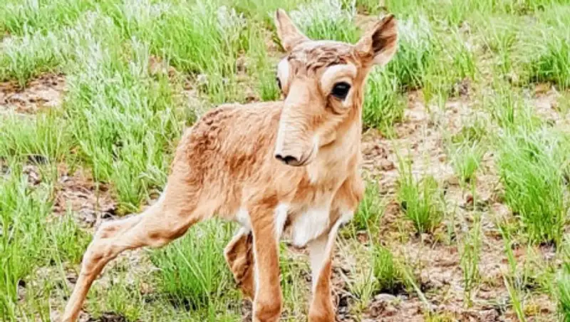 Министр экологии опубликовал фото новорожденных сайгаков