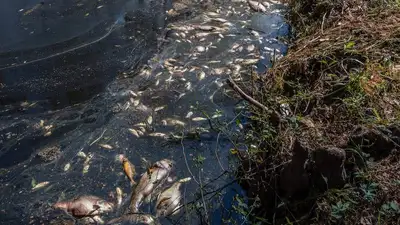 Массовую гибель рыбы в реке сняли на видео в Карагандинской области, фото - Новости Zakon.kz от 11.04.2023 12:05