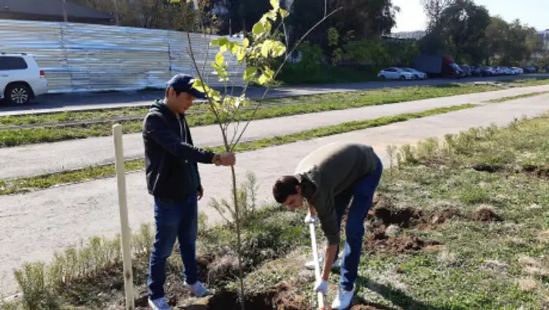 Жители дома в Алматы в знак протеста высадили 100 деревьев