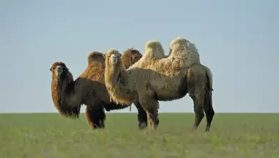 Zakon.kz, фото - Новости Zakon.kz от 29.03.2016 22:02