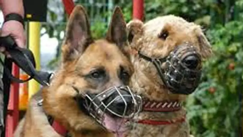 В СКО активно привлекают к ответственности за нарушение правил содержания домашних питомцев