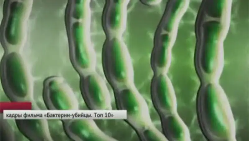 Случаи заражения сибирской язвой подтвердились в Казахстане