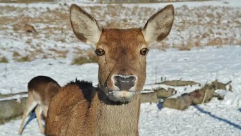 Видео о спасении обессиленной косули на трассе появилось в Сети